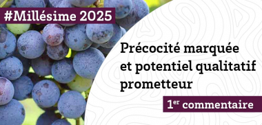 #Millésime 2025 - Précocité marquée et potentiel qualitatif prometteur