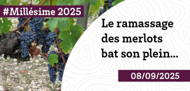 #Millésime 2025 - En pleine période de récolte des merlots, les cabernet-sauvignons mûrissent lentement