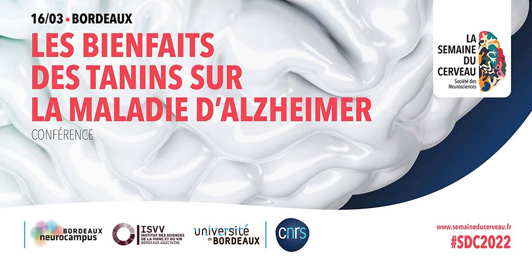 Les bienfaits des tanins sur la maladie d’Alzheimer