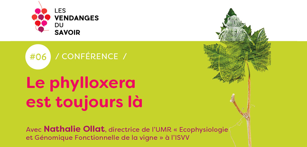 Les Vendanges du Savoir - Le phylloxéra est toujours là