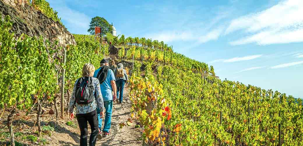 Developing an eco-friendly wine tourism offer